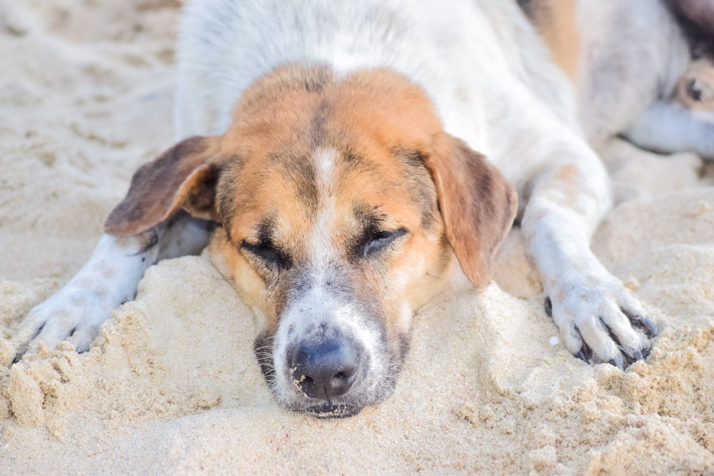 白と茶色の短いコートの犬は、昼間、白い砂浜に横たわっています