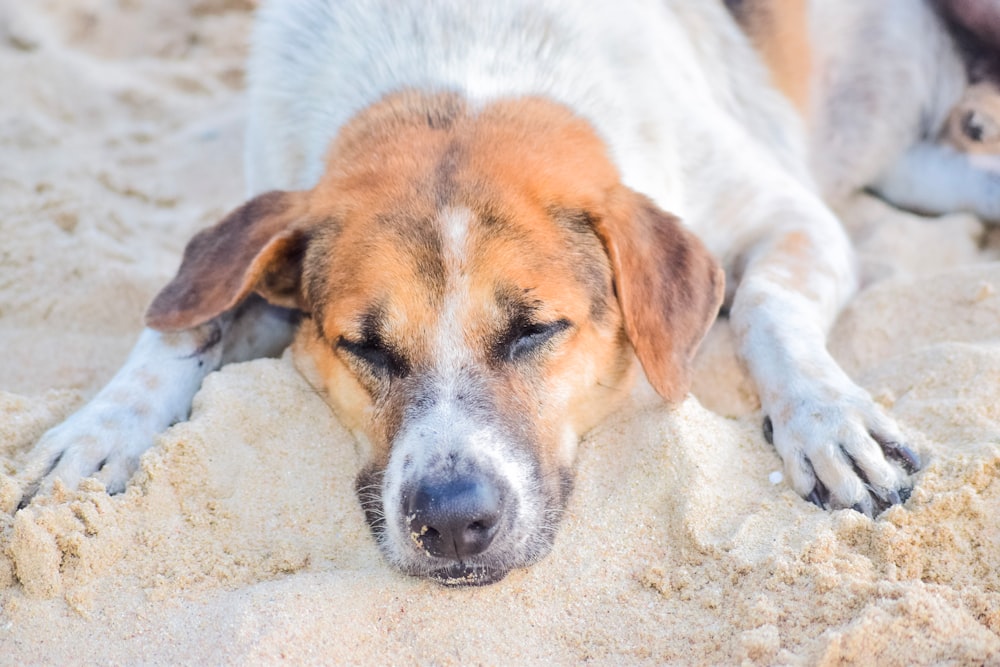 white and brown short coated dog lying on white sand during daytime