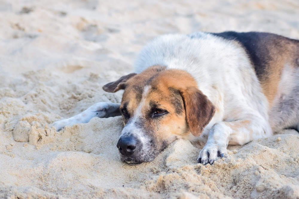 cão branco e marrom de pelagem curta deitado na areia branca durante o dia