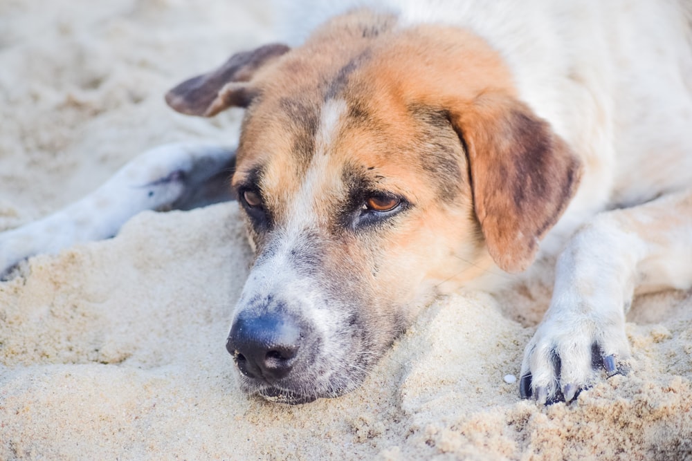 brown and white short coated dog lying on white sand during daytime