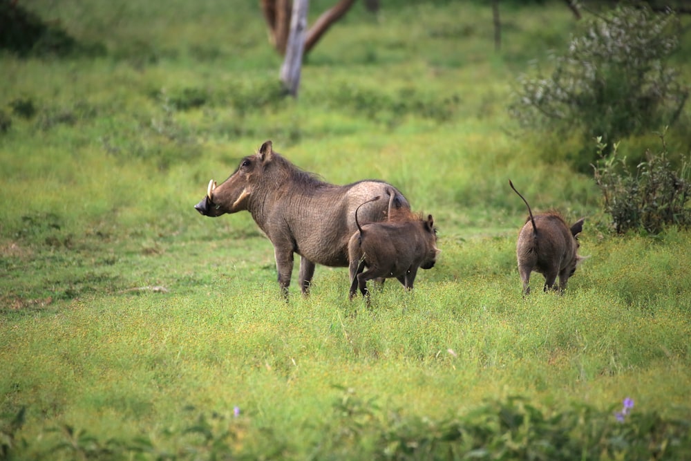 Rinoceronte marrón en un campo de hierba verde durante el día