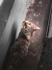 A cat with a mottled brown and grey coat is seen from above, looking upwards. The floor below appears weathered, with a textured and slightly dirty surface. The cat is near a corner with a rope-like object to the side.