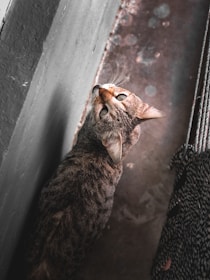 A cat with a mottled brown and grey coat is seen from above, looking upwards. The floor below appears weathered, with a textured and slightly dirty surface. The cat is near a corner with a rope-like object to the side.