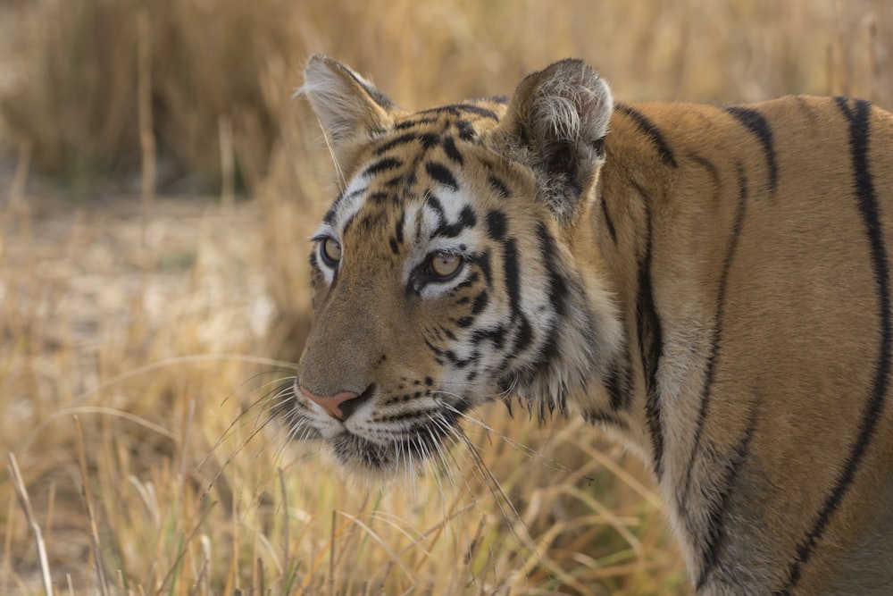 tigre che cammina sull'erba marrone durante il giorno