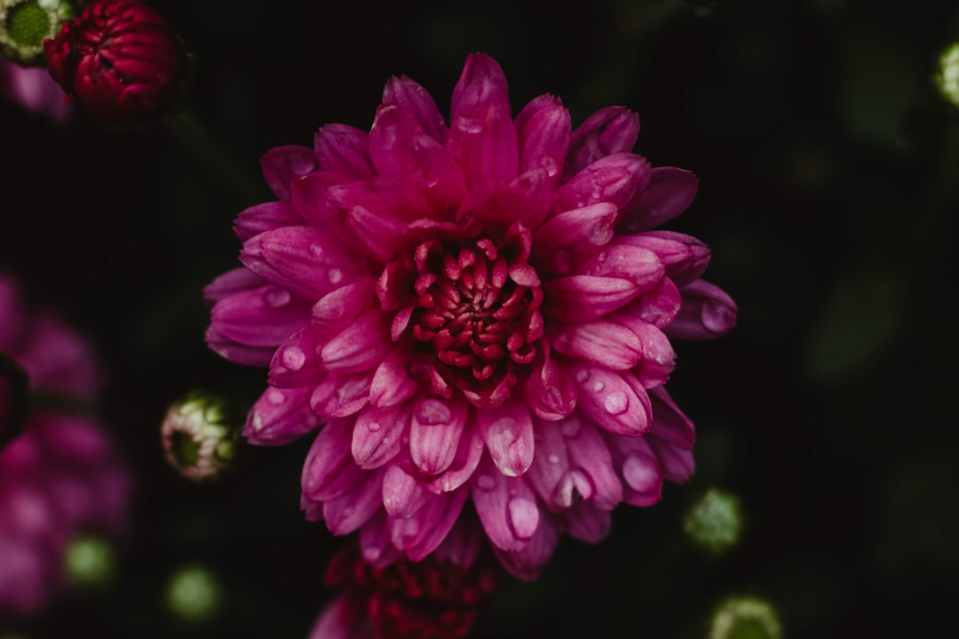 pink flower in tilt shift lens