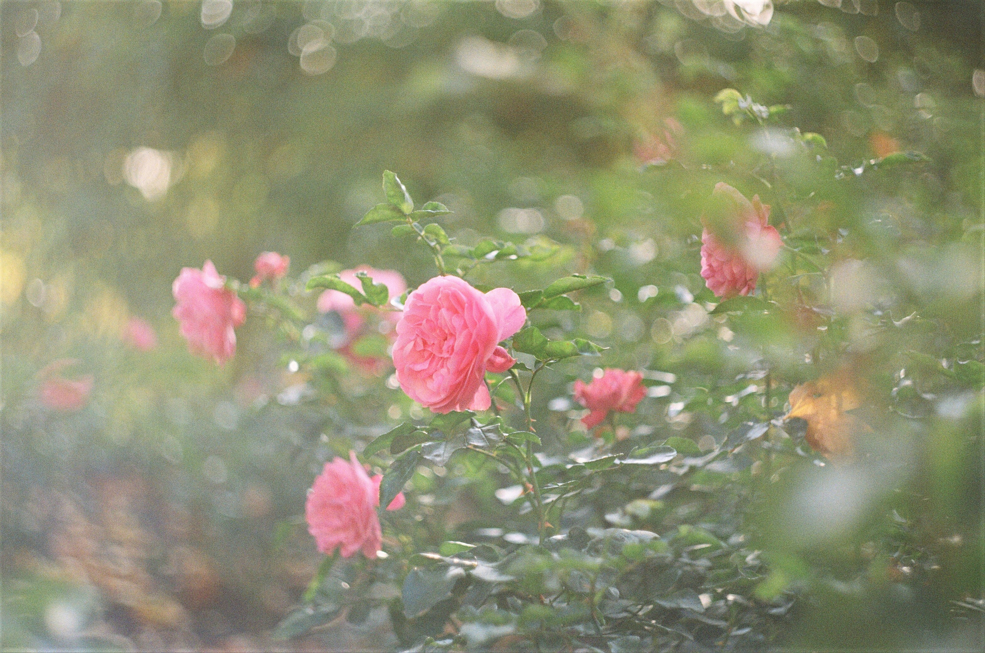 Photo by olgaanoshkina