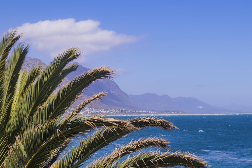 green palm tree near body of water during daytime