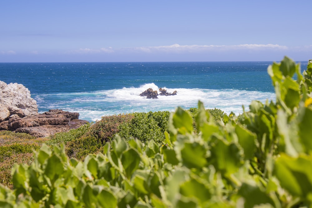 green plants near sea during daytime