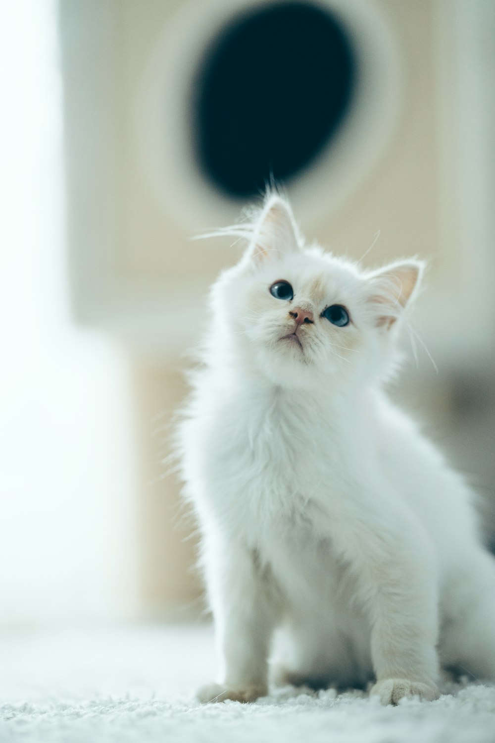 white cat on black textile