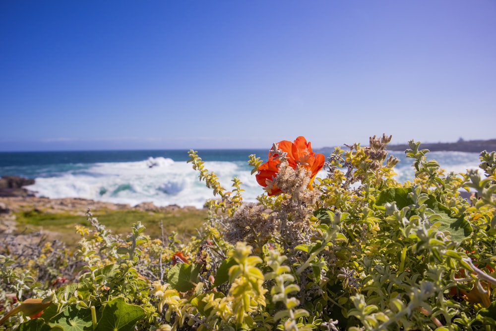 flores rojas con hojas verdes cerca del mar durante el día