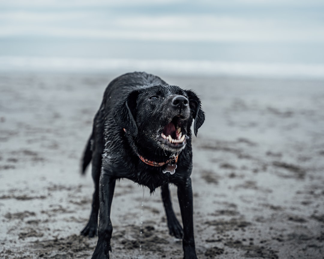 black labrador retriever on beach shore during daytime