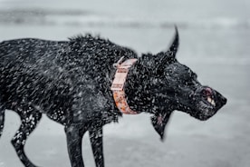 A black dog with an orange collar shakes off water, creating a dynamic spray of droplets captured in motion. The setting appears to be a beach or a body of water with a blurred, grey background.