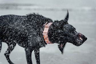 A black dog with an orange collar shakes off water, creating a dynamic spray of droplets captured in motion. The setting appears to be a beach or a body of water with a blurred, grey background.
