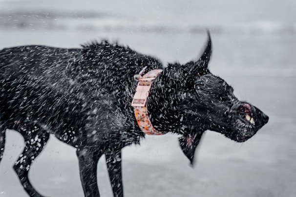 A cheerful dog shaking off water next to a bright orange Mutt Wash self-service station on a sunny beach.