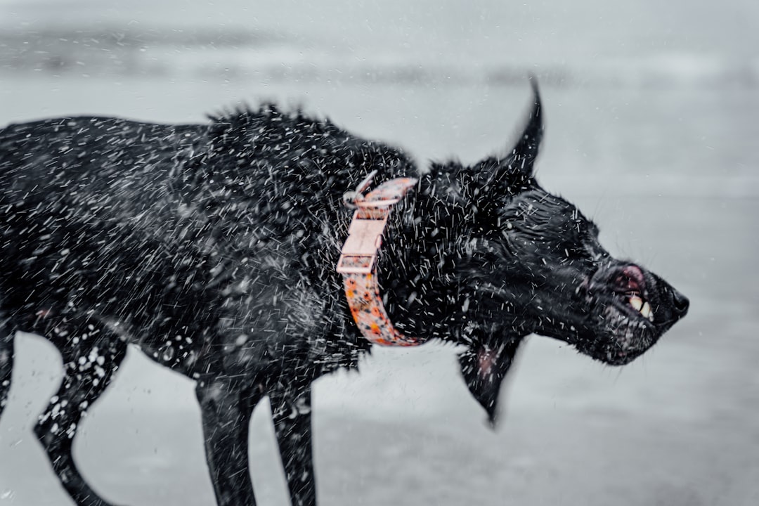 black short coat large dog with red leash