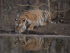 tiger lying on ground during daytime