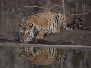 tiger lying on ground during daytime