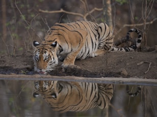 tiger lying on ground during daytime