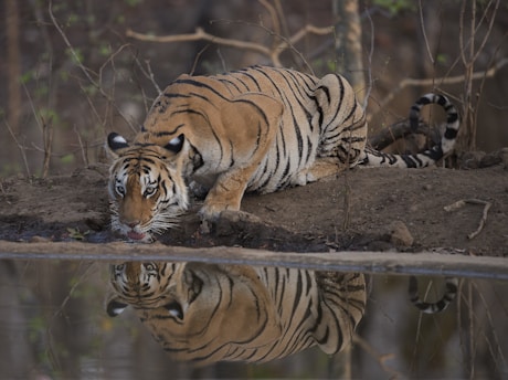 tiger lying on ground during daytime