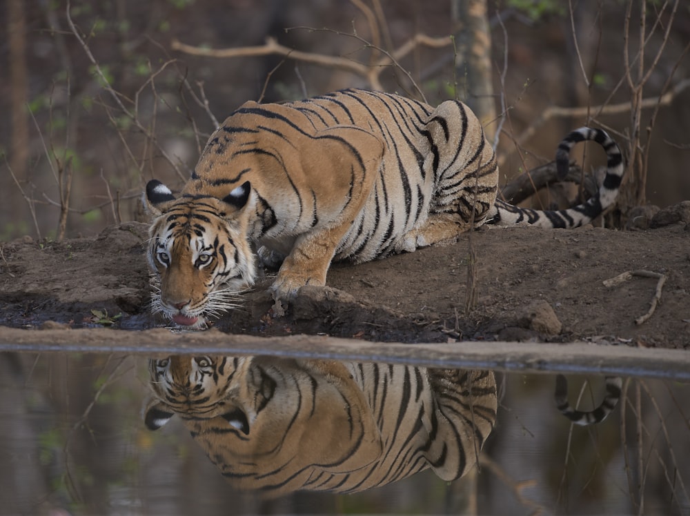 Tiger liegt tagsüber auf dem Boden