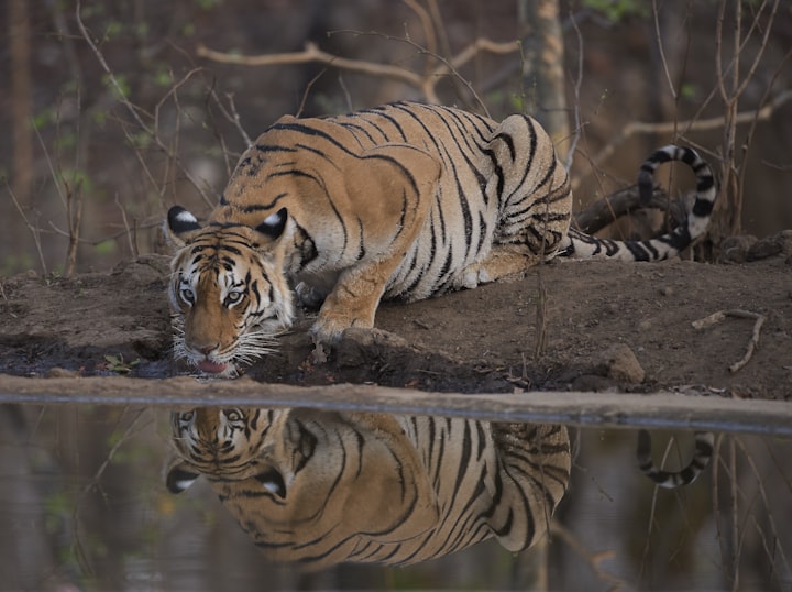 India has both lions and tigers, but in the wild, lions and tigers don't see each other