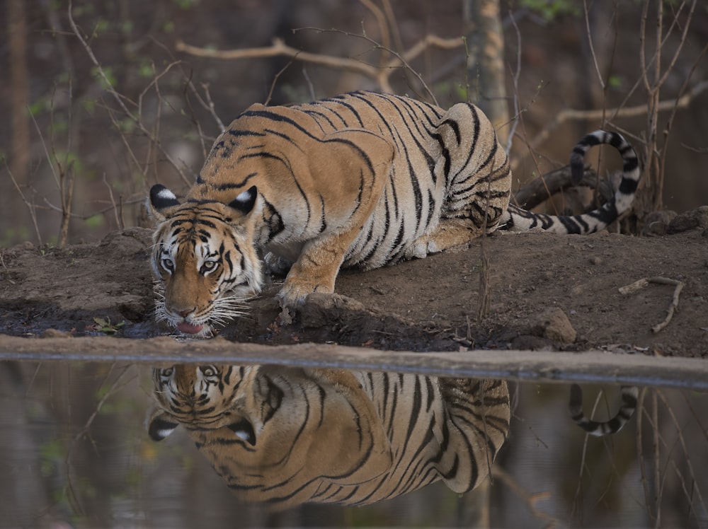 tiger lying on ground during daytime