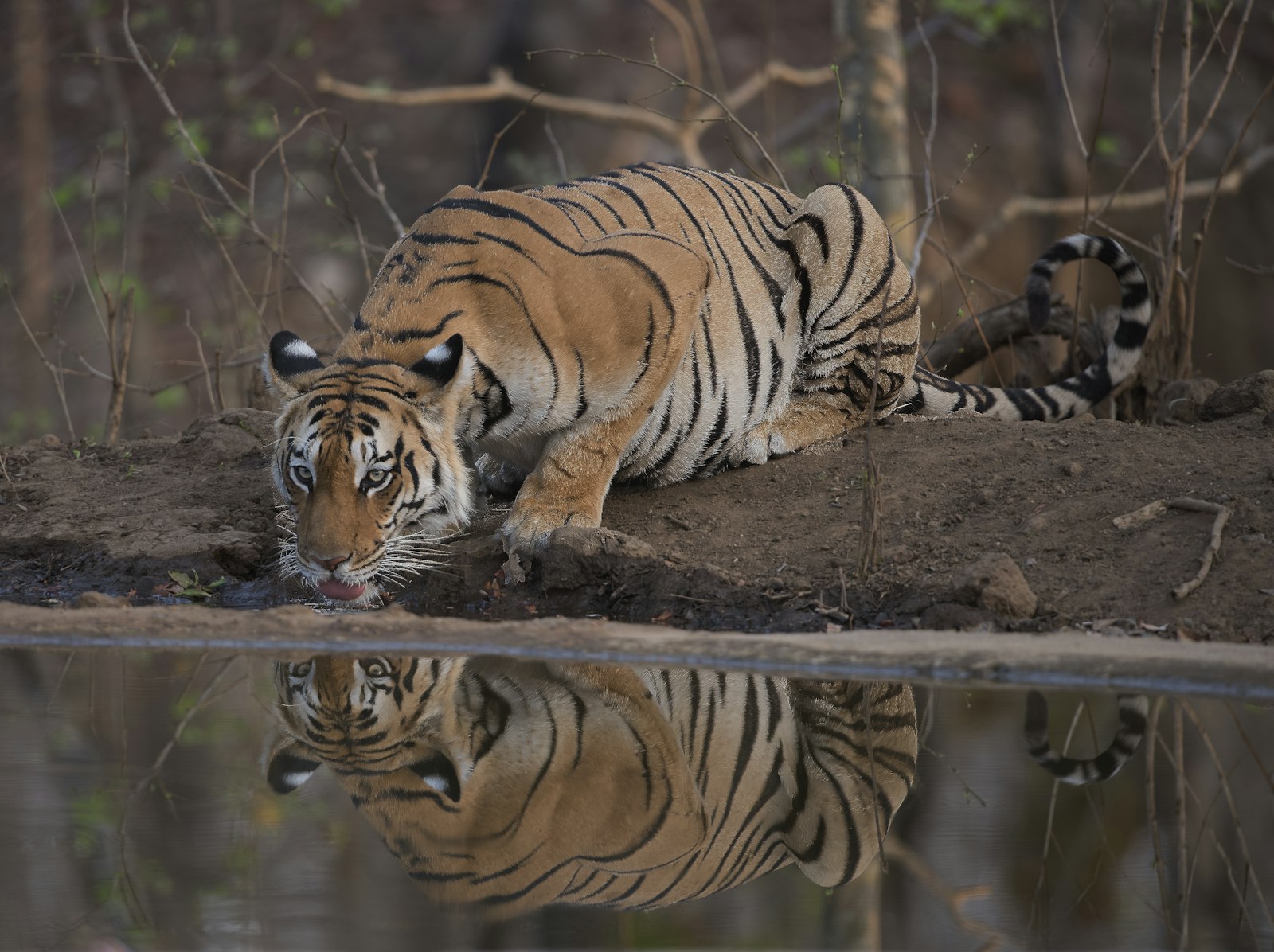 Sundarbans Wildlife Photography Guide: Mangroves, Tigers, and Tidal Light — wildlife photography article cover