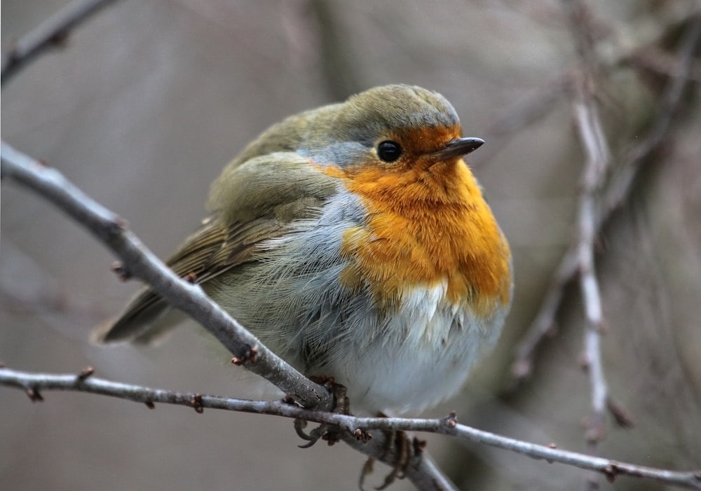 white orange and gray bird on tree branch