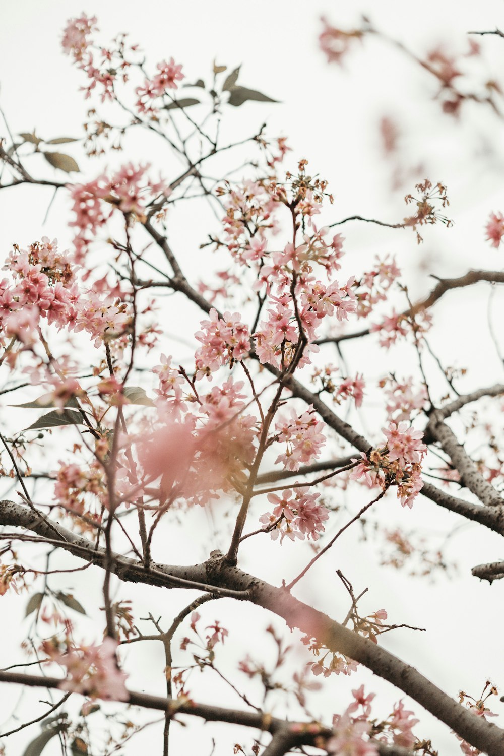 pink cherry blossom tree during daytime