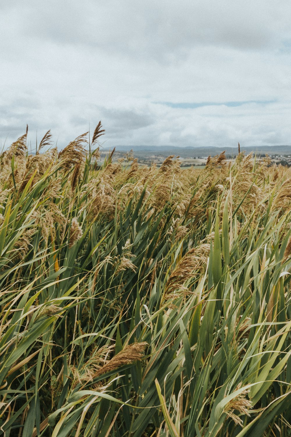 brown wheat field under white cloudy sky during daytime