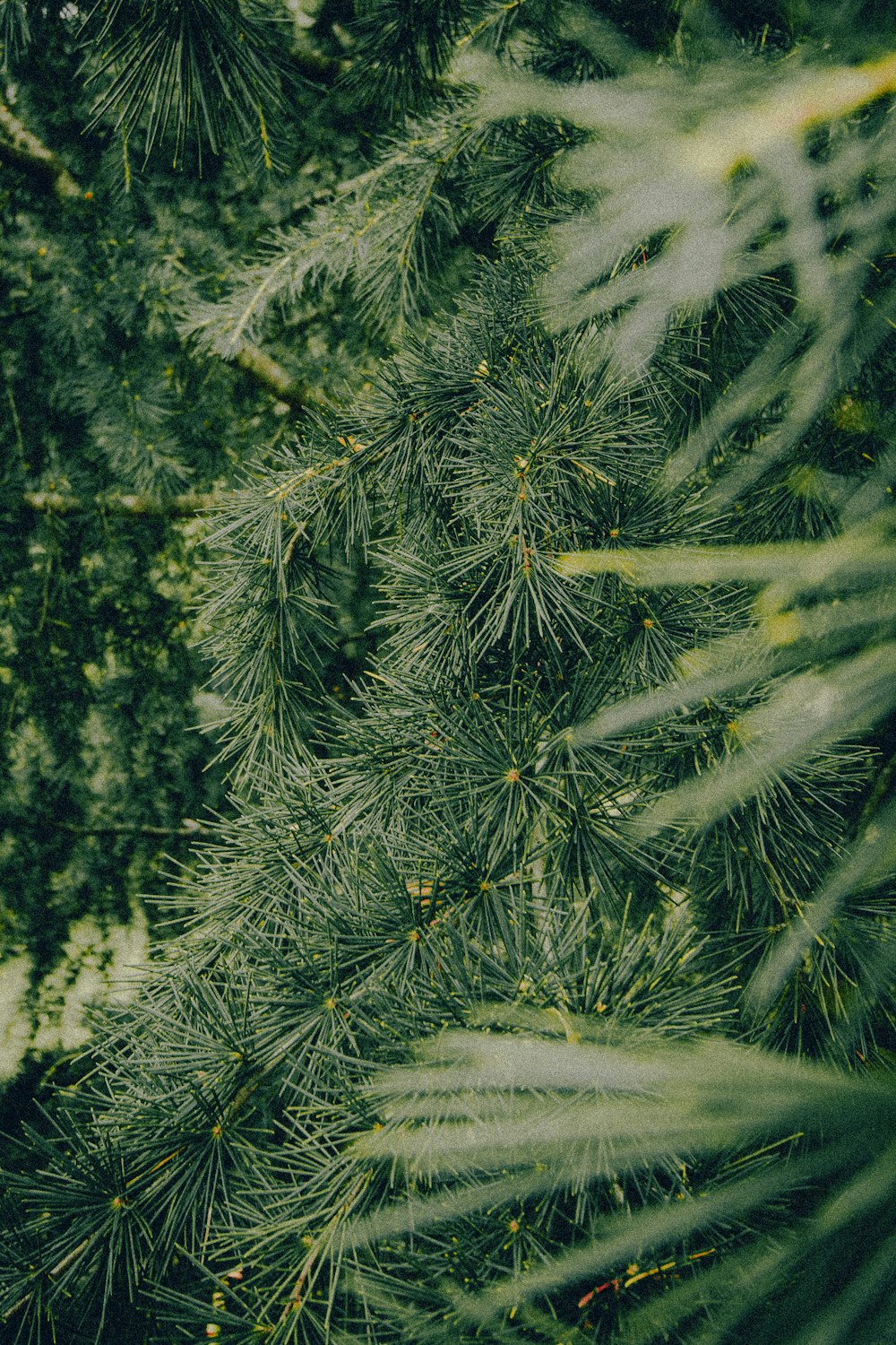 green pine tree covered with snow