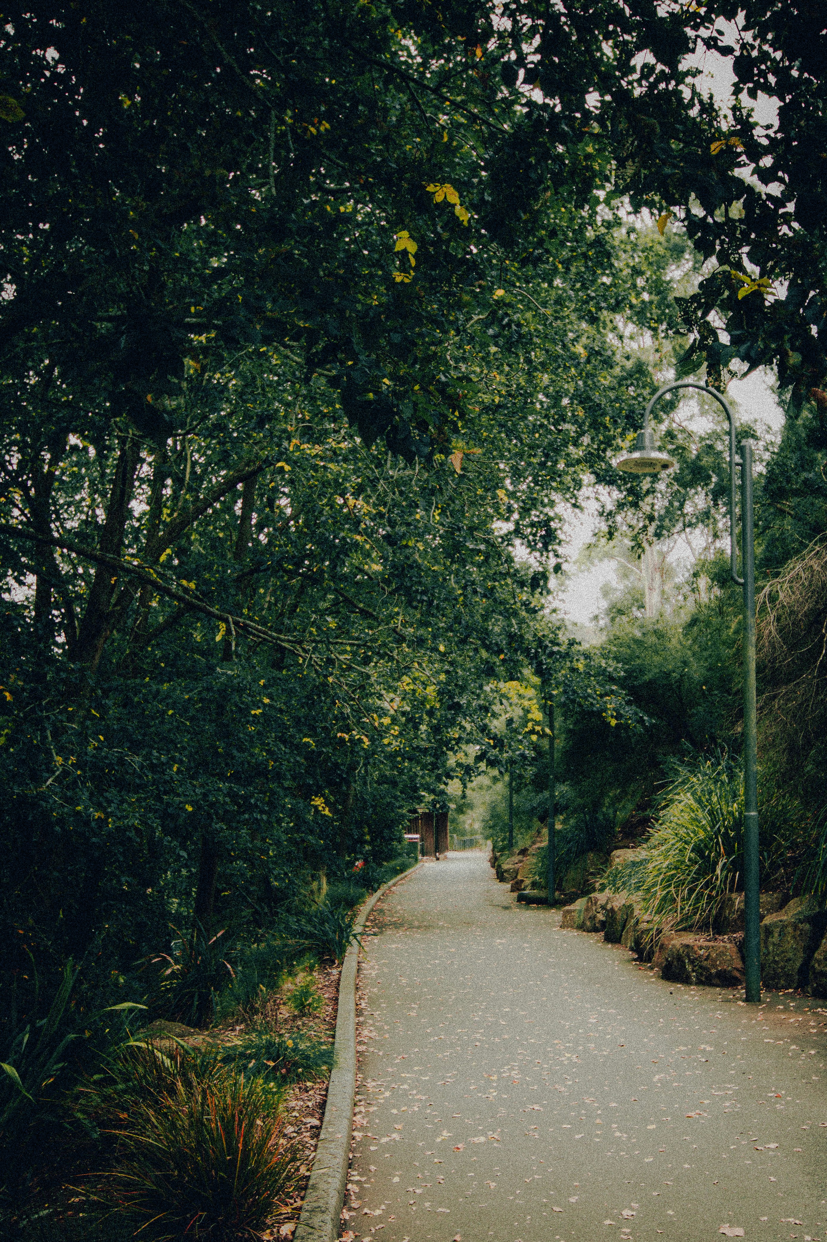 How Ocrelizumab Affects MS and Your Immune System