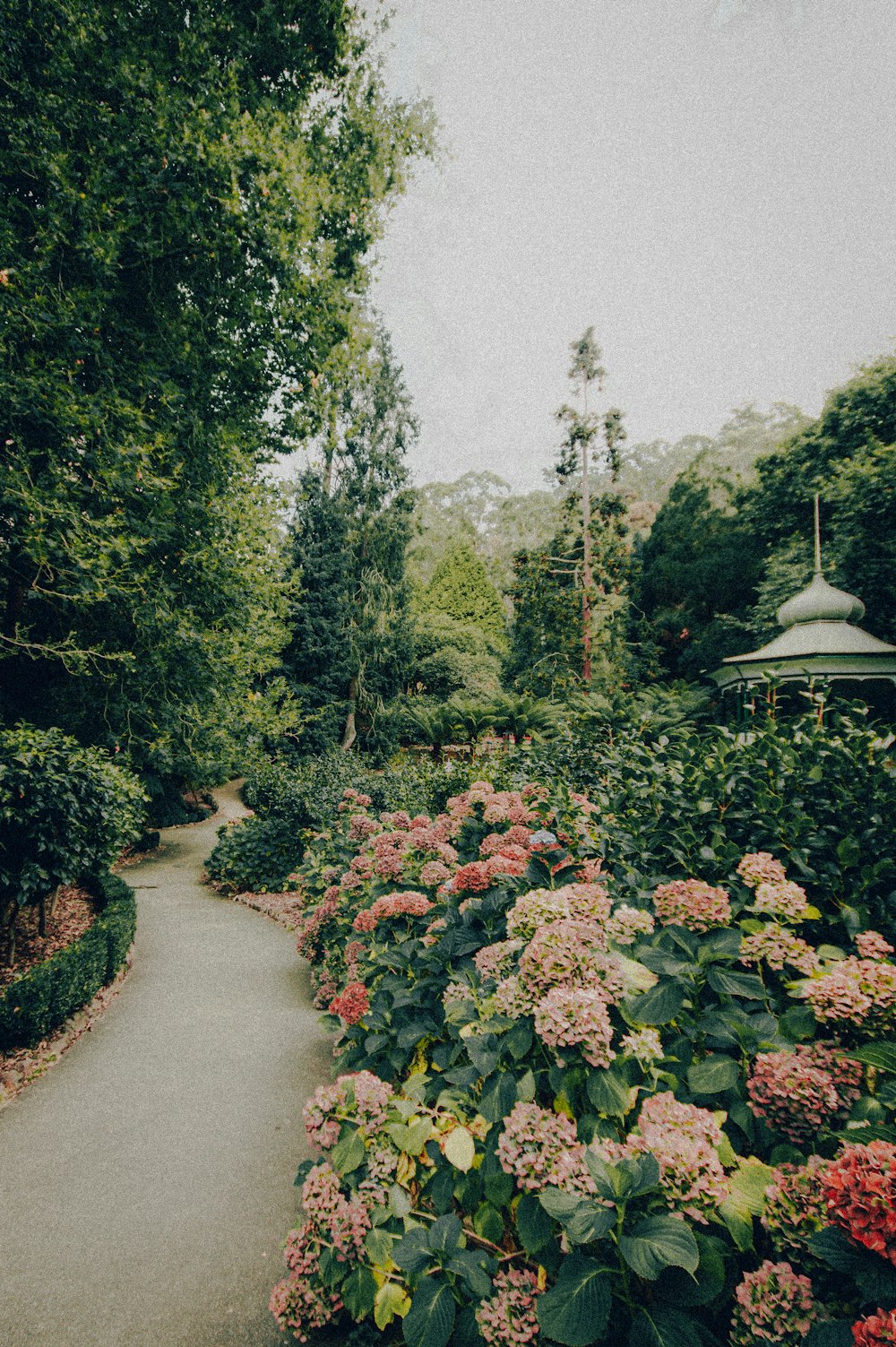 green and orange flower garden