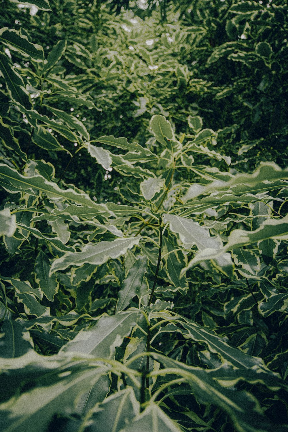 green leaves plant during daytime