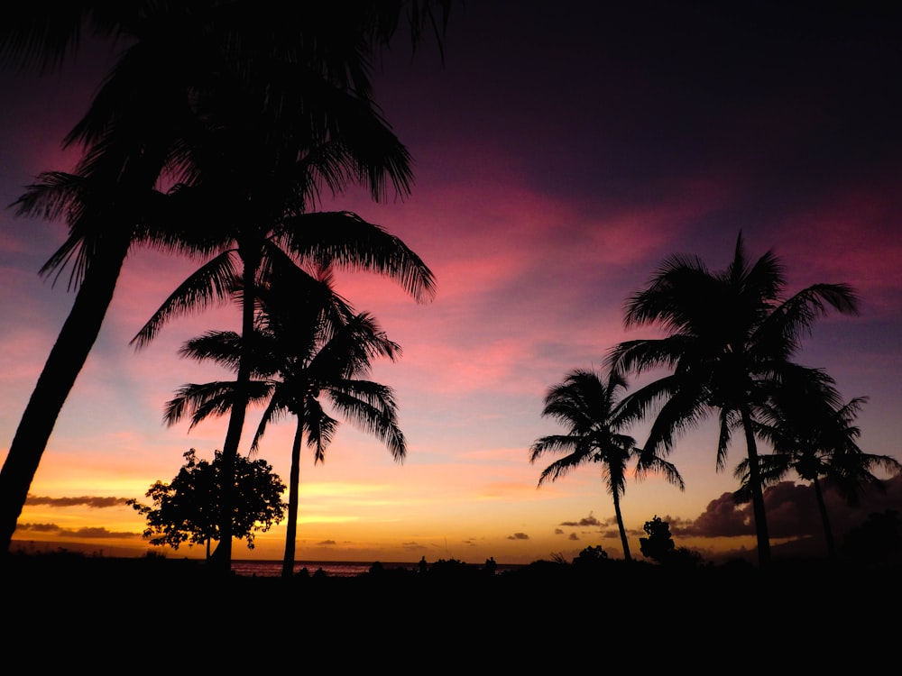 silhouette of palm trees during sunset