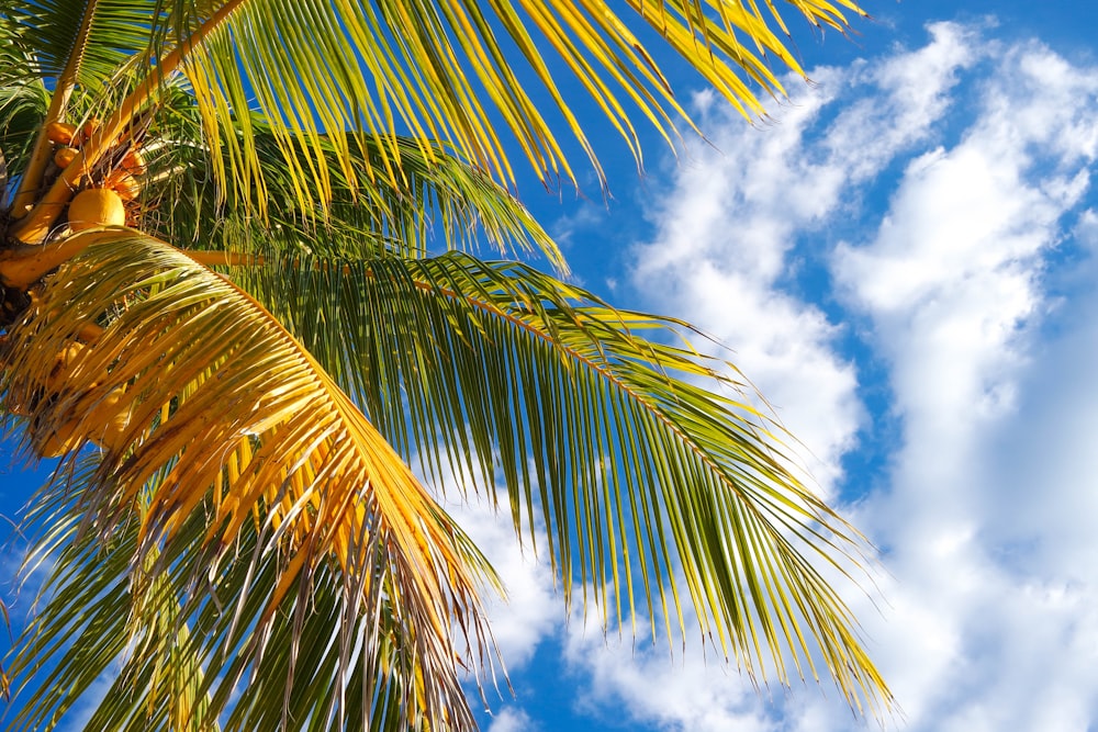 green palm tree under blue sky and white clouds during daytime