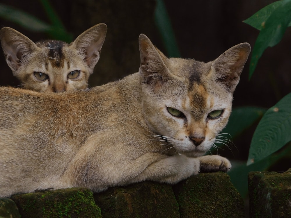 brown tabby cat on green moss