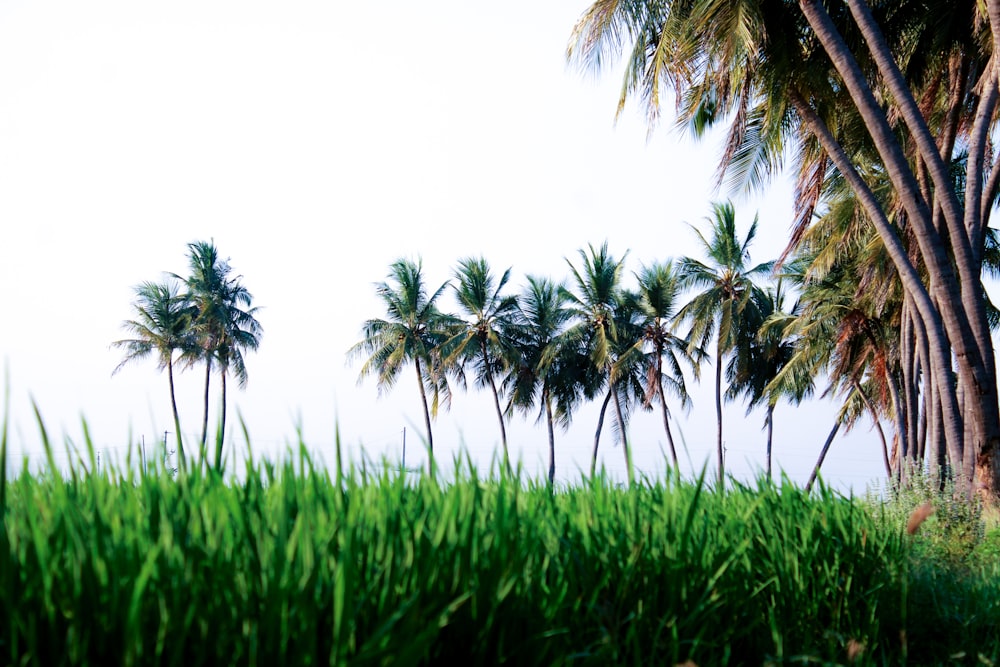 green palm trees under white sky during daytime