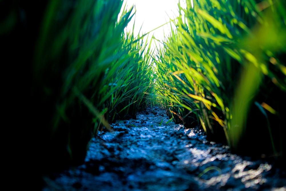 green grass on gray dirt road during daytime