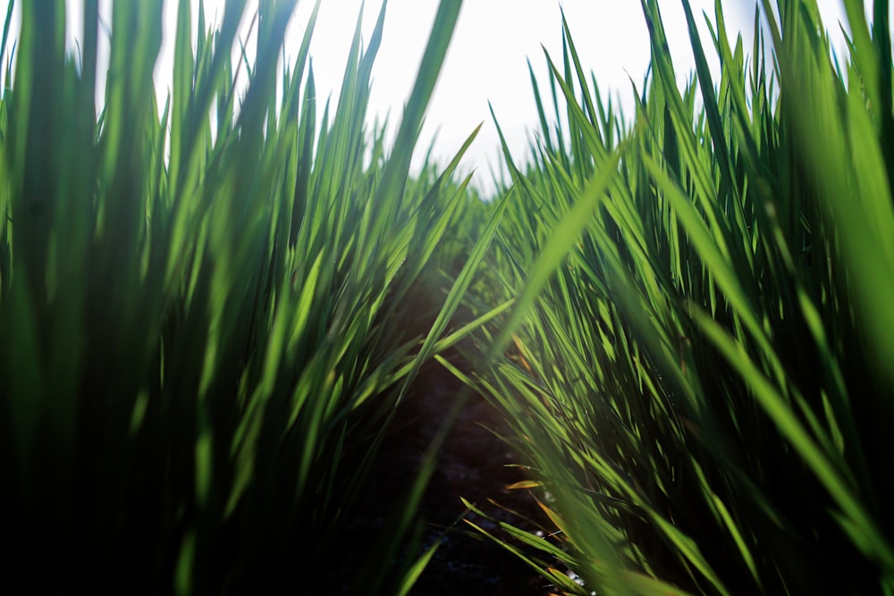 green grass under blue sky during daytime