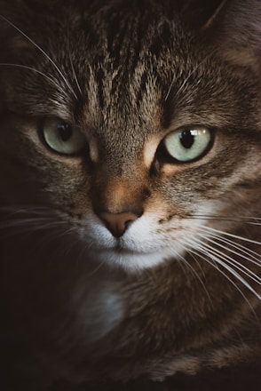 A close-up shot of a cat's face, focusing on its green eyes and detailed fur texture. The lighting casts a warm glow, enhancing the cat's expressive gaze.