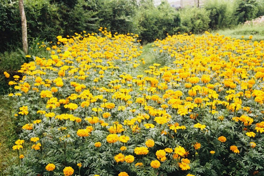 campo de flores amarelas durante o dia