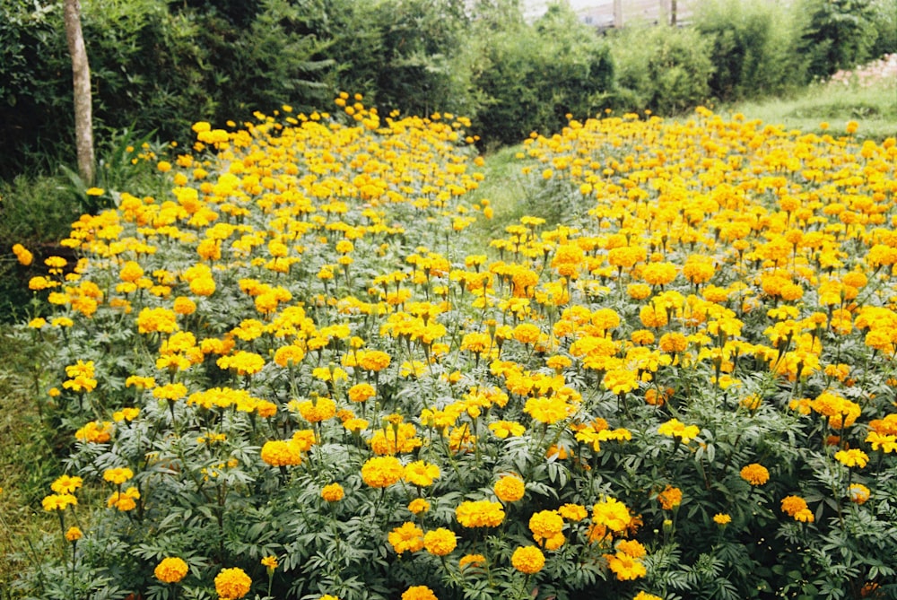 yellow flower field during daytime