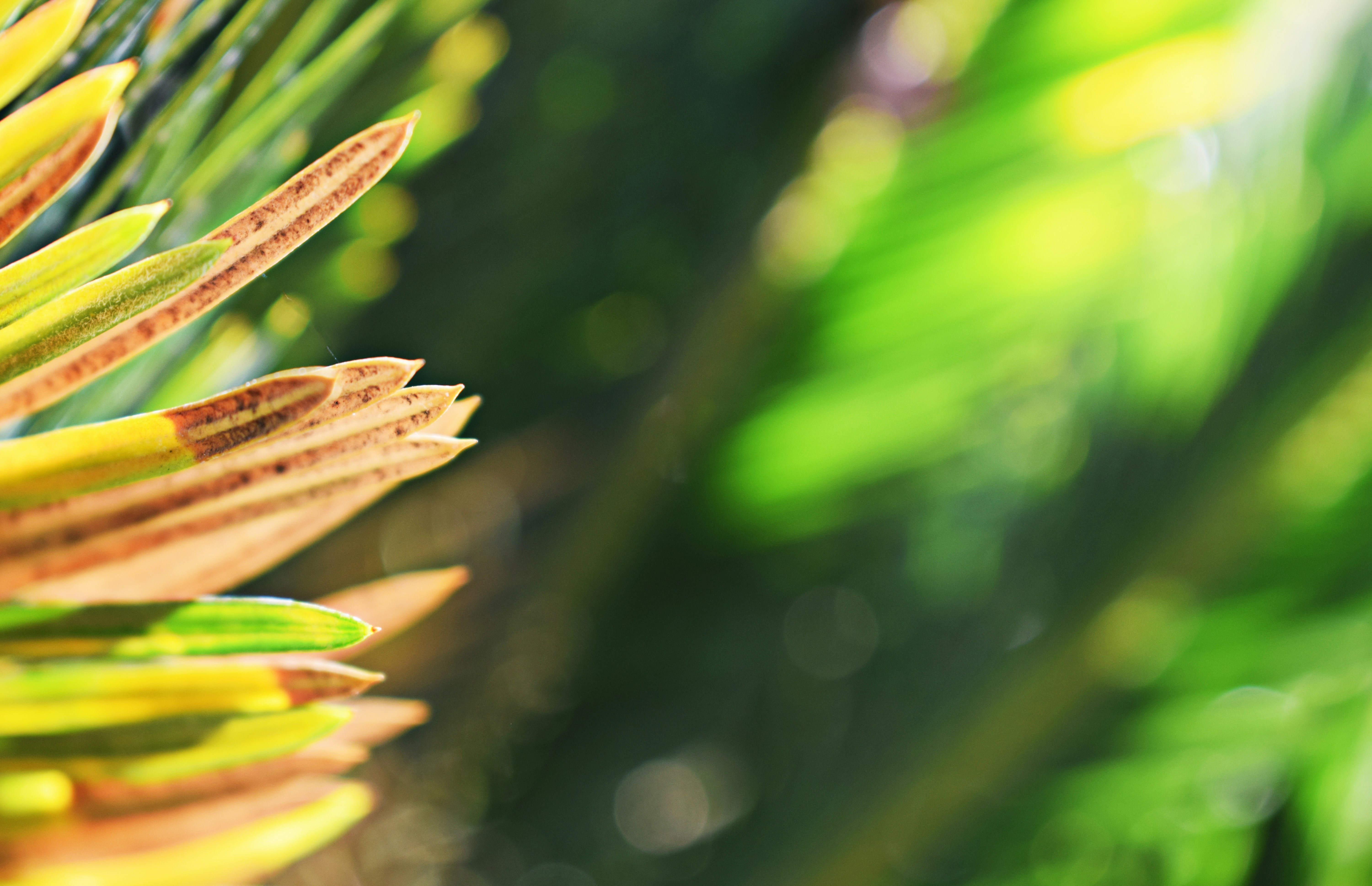 The Institutional Logic of Denial and Delay