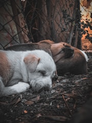A peaceful scene of sanctuary animals resting comfortably in natural surroundings.