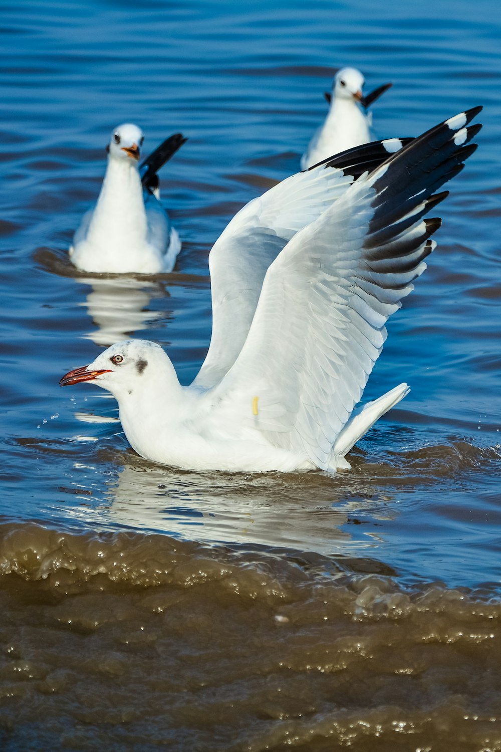 white bird flying over the water during daytime