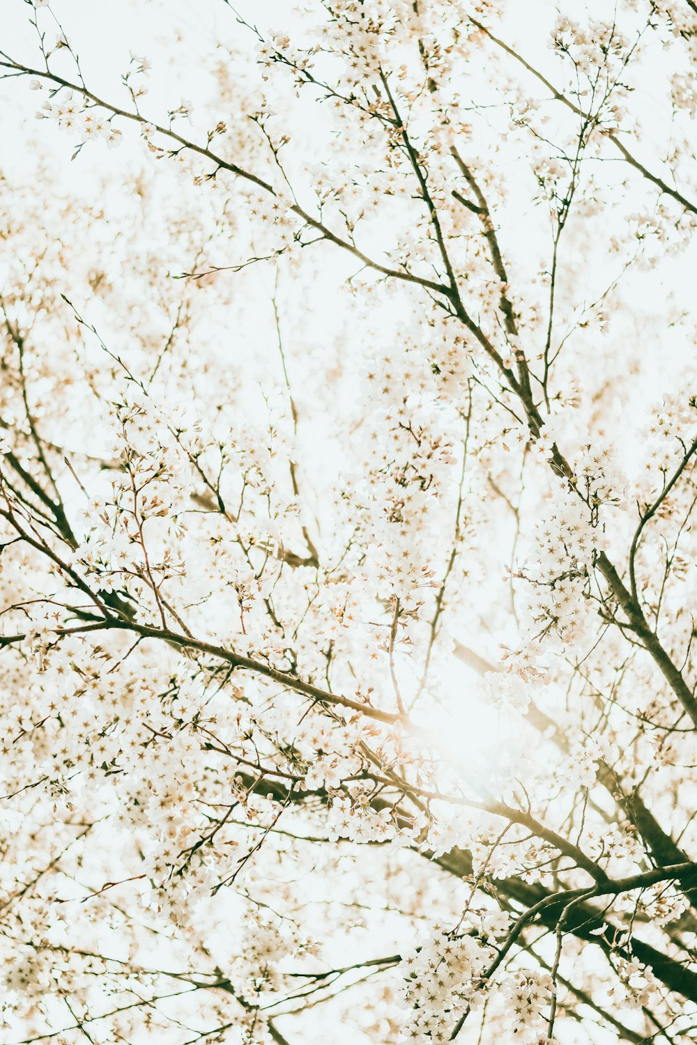 low angle photography of white leaf trees during daytime