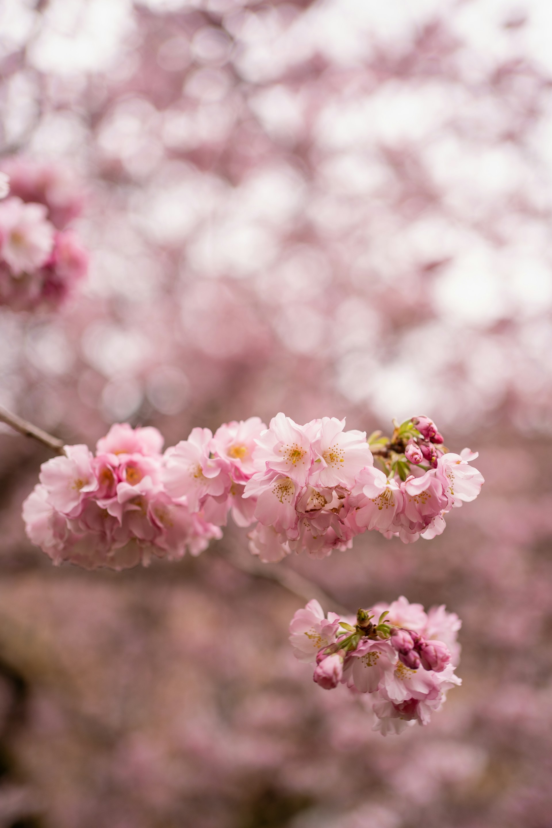 woman wearing yellow long-sleeved dress under white clouds and blue sky during daytime