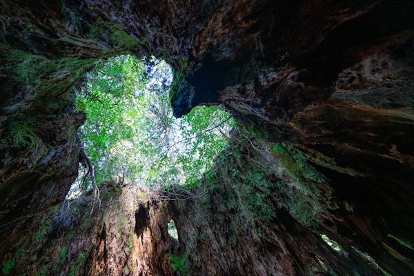 Exploring Yakushima: Local Dishes, Restaurants & Recipes
