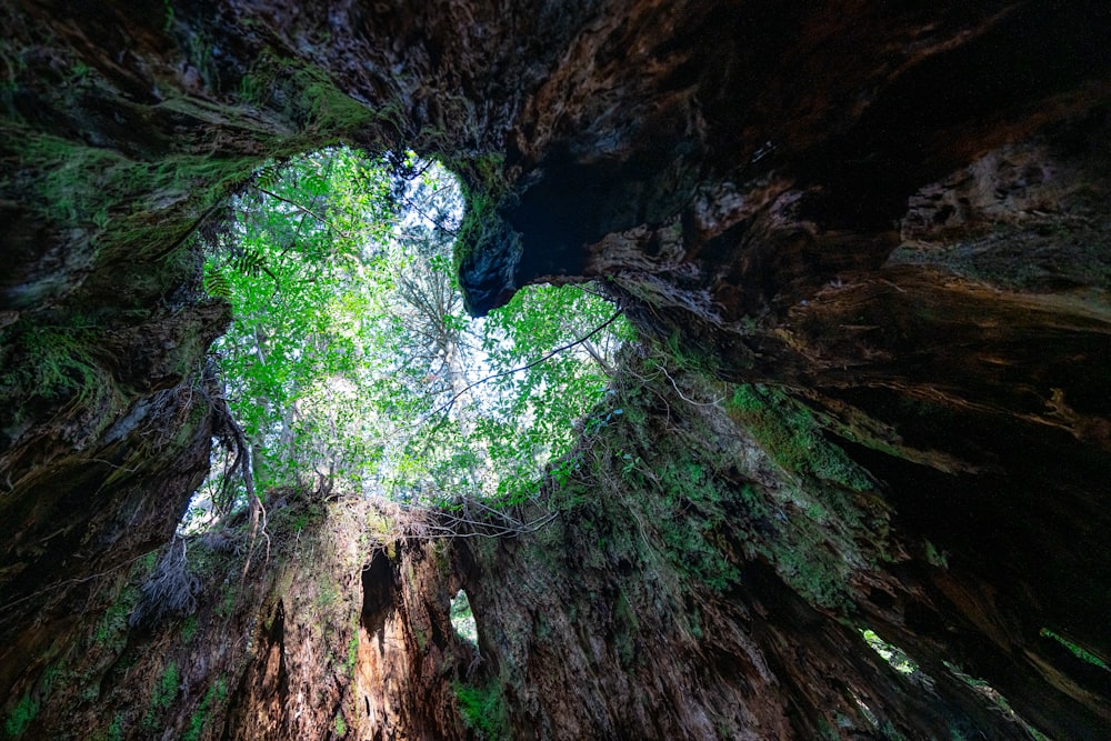 green tree on brown rock